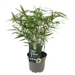 OBI Gartenbambus One Boo Höhe ca. 20 - 30 cm Topf-Ø ca. 17 cm Fargesia OBI Angebot