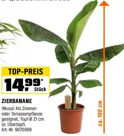 OBI Zierbanane Angebot
