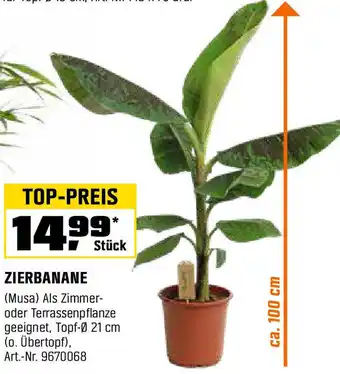 OBI Zierbanane Angebot