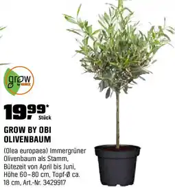 OBI Olivenbaum Angebot