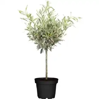 OBI Olivenbaum Stamm Höhe 60 - 80 cm Topf-Ø ca. 18 cm Olea europaea OBI Angebot
