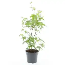OBI Japanischer Fächerahorn 7-fach Sortiert Höhe ca. 40 cm - 60 cm Acer palmatum OBI Angebot