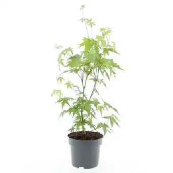 OBI Japanischer Fächerahorn 7-fach Sortiert Höhe ca. 40 cm - 60 cm Acer palmatum OBI Angebot