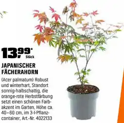 OBI Japanischer fächerahorn Angebot