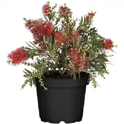OBI Zylinderputzer Splendens Höhe ca. 20 -30 cm Topf ca. 3 l OBI Angebot