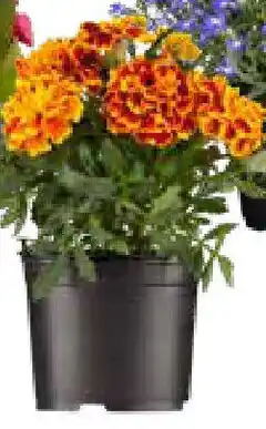 OBI Beetware Angebot