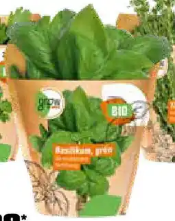 OBI Basilikum Angebot