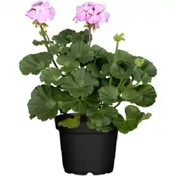 OBI Geranie Stehend Topf-Ø ca. 12 cm Pelargonium Zonal OBI Angebot
