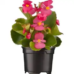 OBI Eisbegonie Topf-Ø ca. 9 cm Begonia Semperflorens OBI Angebot