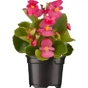 OBI Eisbegonie Topf-Ø ca. 9 cm Begonia Semperflorens OBI Angebot