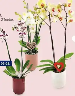 Hofer Orchidee Angebot