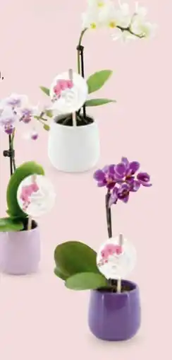 Hofer Mini-Orchidee Angebot