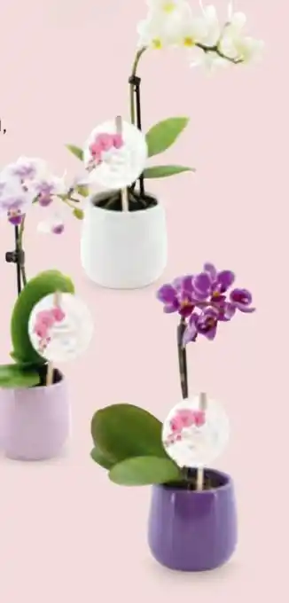 Hofer Mini-Orchidee Angebot