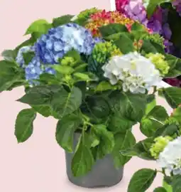Hofer Hortensie Tricolor Angebot
