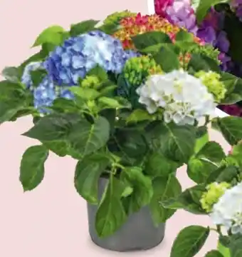 Hofer Hortensie Tricolor Angebot