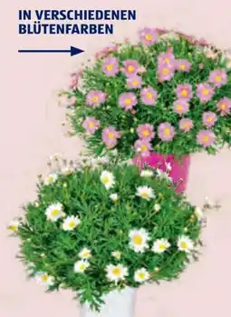 Hofer Margeritenbusch Angebot