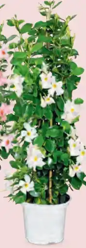 Hofer Dipladenia Angebot