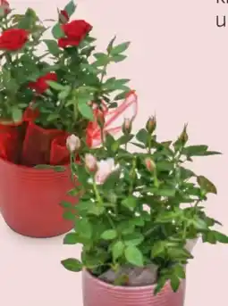 Hofer Rose Angebot