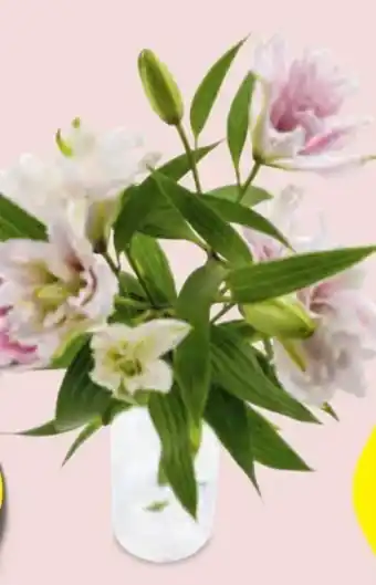 Hofer Premium Lilien Angebot