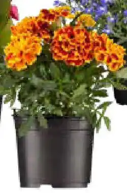 OBI Studentenblumen, Begonien Angebot
