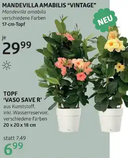 Bellaflora Topf vaso Angebot