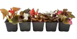 Metro Begonia Semperflorens Angebot