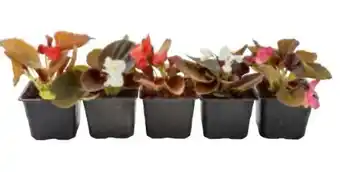 Metro Begonia Semperflorens Angebot