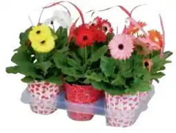 Metro Gerbera-Topf Angebot