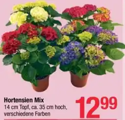 Maximarkt Hortensien Mix Angebot