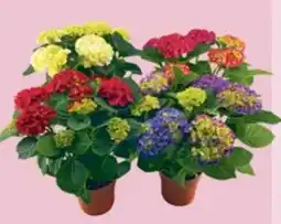 Maximarkt Hortensien Mix Angebot