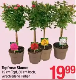 Maximarkt Topfrose Stamm Angebot