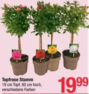 Maximarkt Topfrose Stamm Angebot
