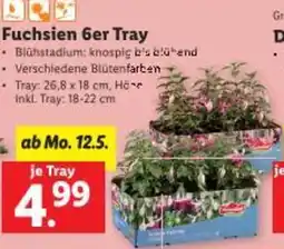 Lidl Fuchsien Angebot