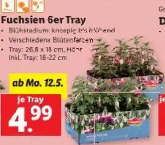 Lidl Fuchsien Angebot