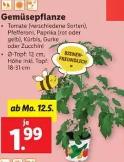 Lidl Gemüsepflanze Angebot