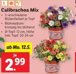 Lidl Calibrachoa Mix Angebot