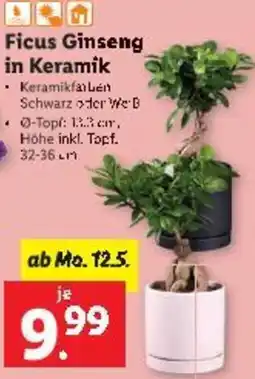 Lidl Ficus Ginseng in Keramik Angebot