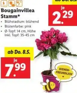 Lidl Bougainvillea Stamm Angebot