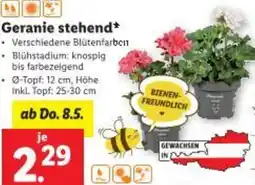 Lidl Geranie stehend Angebot
