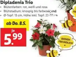Lidl Dipladenia Trio Angebot