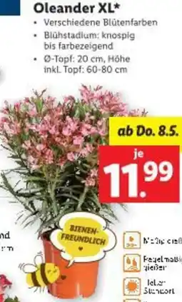 Lidl Oleander Angebot