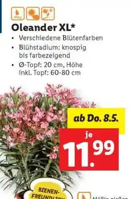 Lidl Oleander XL Angebot