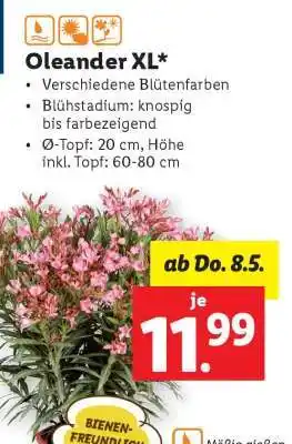 Lidl Oleander XL Angebot