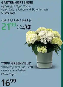 Bellaflora Gartenhortensie Angebot