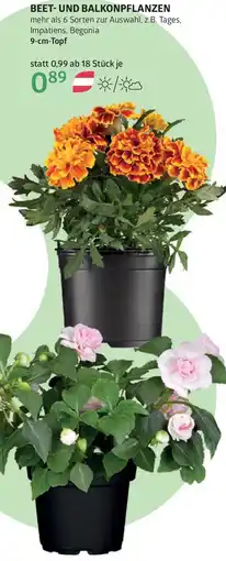 Bellaflora Beet- und balkonpflanzen Angebot