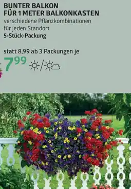 Bellaflora Bunter balkon Angebot
