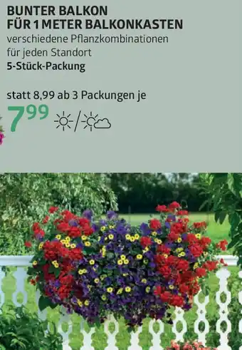 Bellaflora Bunter balkon Angebot