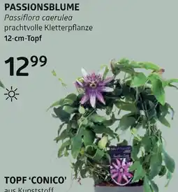 Bellaflora Passionsblume Angebot