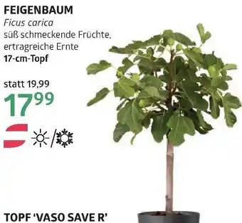 Bellaflora Feigenbaum Angebot