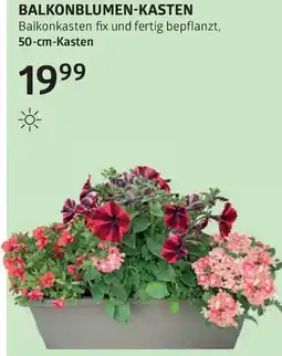 Bellaflora Balkonblumen-kasten Angebot
